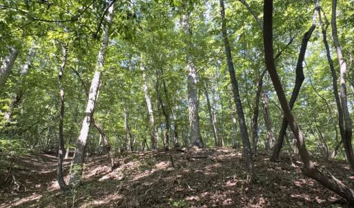 Photo #16 of Off of Flat Swamp Rd, Denton, NC 18.5 acres