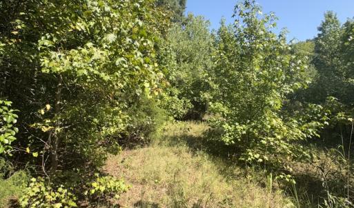 Photo #23 of Off of Flat Swamp Rd, Denton, NC 18.5 acres
