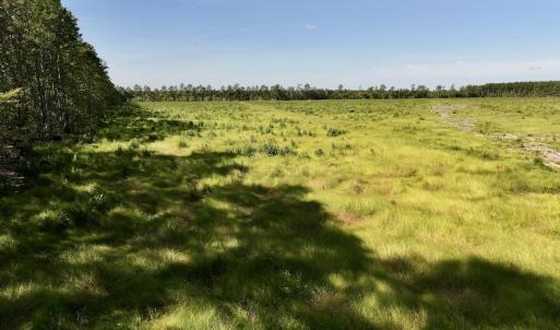 Photo #17 of SR 1217, Gates, NC 96.9 acres