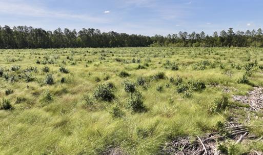 Photo #20 of SR 1217, Gates, NC 96.9 acres