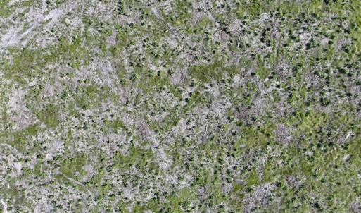 Photo #22 of SR 1217, Gates, NC 96.9 acres