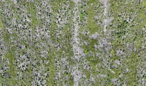 Photo #23 of SR 1217, Gates, NC 96.9 acres