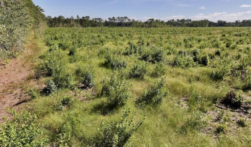 Photo #24 of SR 1217, Gates, NC 96.9 acres