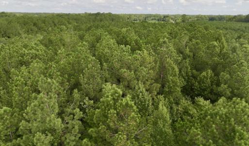 Photo #13 of Off of Cupelo Rd, Walstonburg, NC 14.8 acres