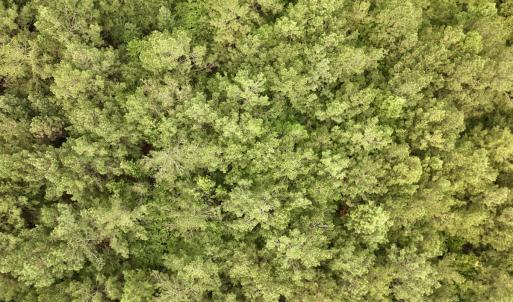 Photo #14 of Off of Cupelo Rd, Walstonburg, NC 14.8 acres