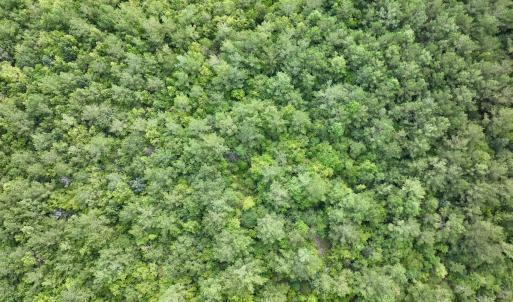 Photo #7 of Off of Cupelo Rd, Walstonburg, NC 14.8 acres