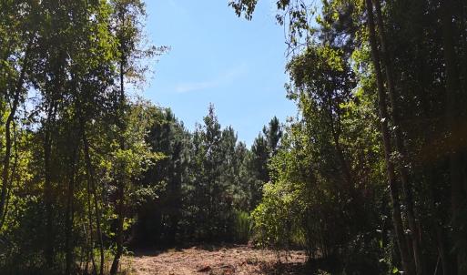 Photo #10 of Off of Lagrange Rd., LaGrange, NC 86.7 acres