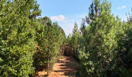 Photo #2 of Off of Lagrange Rd., LaGrange, NC 86.7 acres