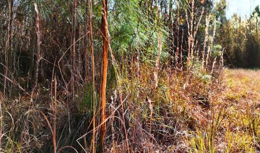Photo #3 of Off of Lagrange Rd., LaGrange, NC 86.7 acres
