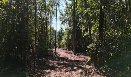 Photo #9 of Off of Lagrange Rd., LaGrange, NC 86.7 acres