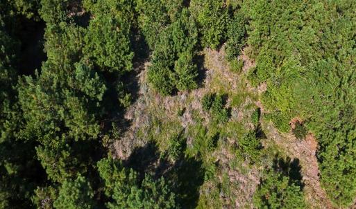 Photo #29 of Off of Lagrange Rd., LaGrange, NC 86.7 acres
