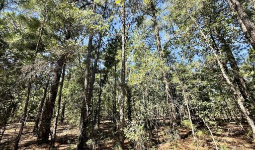 Photo #12 of Lot 11 Marks Rd, Cameron, NC 1.1 acres