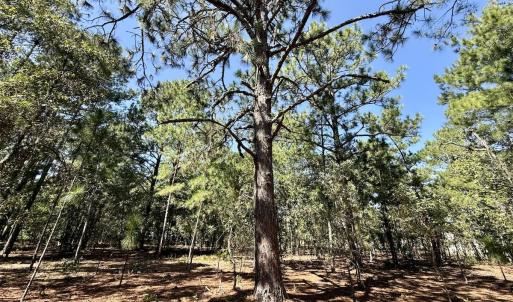 Photo #15 of Lot 11 Marks Rd, Cameron, NC 1.1 acres