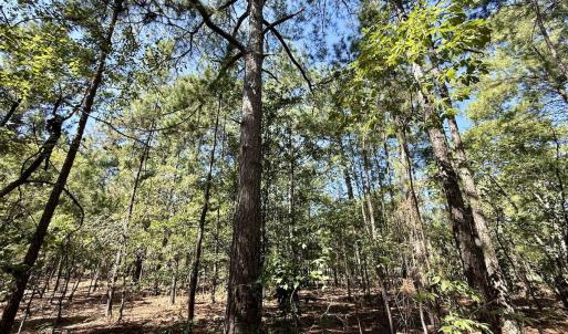 Photo #19 of Lot 12 Marks Rd, Cameron, NC 1.0 acres