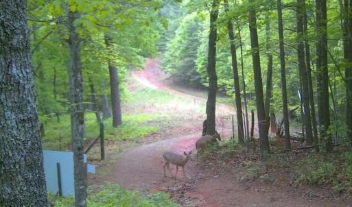 Photo #33 of Off of Timberland Trail, Huddleston, VA 64.3 acres