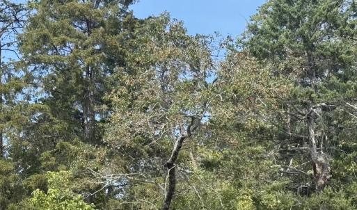 Photo #38 of 576 Alpine Rd, Buchanan, VA 86.4 acres