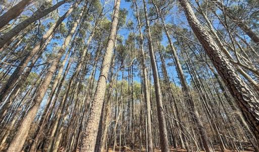 Photo #13 of 1012 S Halifax Rd, Rocky Mount, NC 20.0 acres