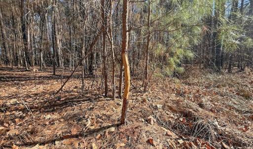 Photo #19 of 1012 S Halifax Rd, Rocky Mount, NC 20.0 acres