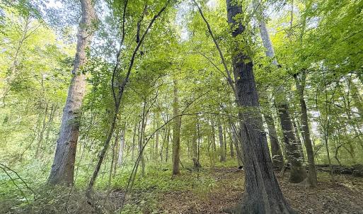 Photo #15 of Off of Clay Street, Franklin, VA 6.7 acres