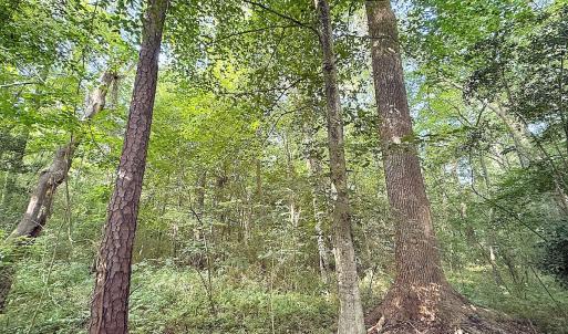 Photo #17 of Off of Clay Street, Franklin, VA 6.7 acres