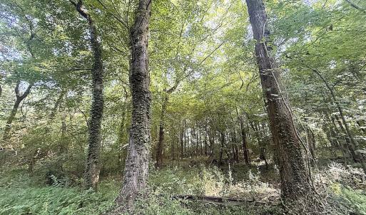 Photo #18 of Off of Clay Street, Franklin, VA 6.7 acres