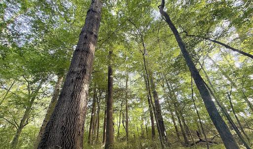 Photo #20 of Off of Clay Street, Franklin, VA 6.7 acres