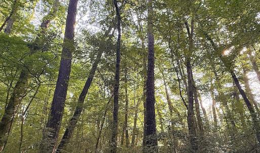 Photo #23 of Off of Clay Street, Franklin, VA 6.7 acres