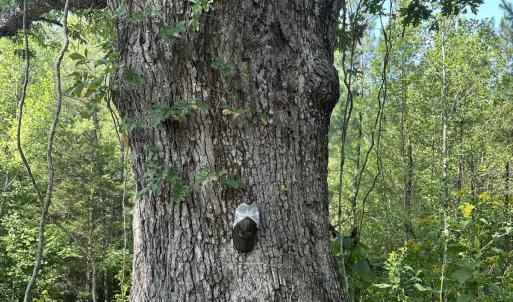 Photo #12 of  799 Sunnyside Rd , Arvonia, VA 140.0 acres