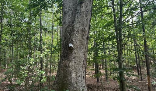 Photo #24 of  799 Sunnyside Rd , Arvonia, VA 140.0 acres