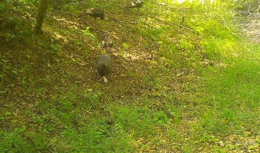 Photo #32 of  799 Sunnyside Rd , Arvonia, VA 140.0 acres