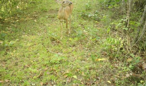 Photo #58 of  799 Sunnyside Rd , Arvonia, VA 140.0 acres