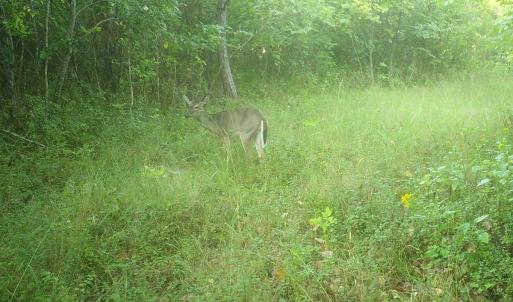 Photo #59 of  799 Sunnyside Rd , Arvonia, VA 140.0 acres