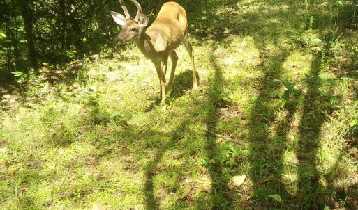 Photo #60 of  799 Sunnyside Rd , Arvonia, VA 140.0 acres