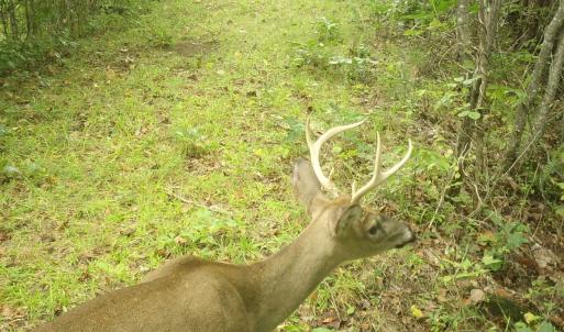 Photo #61 of  799 Sunnyside Rd , Arvonia, VA 140.0 acres