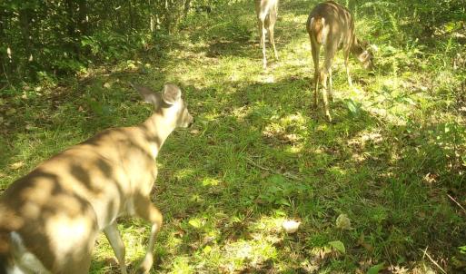 Photo #62 of  799 Sunnyside Rd , Arvonia, VA 140.0 acres