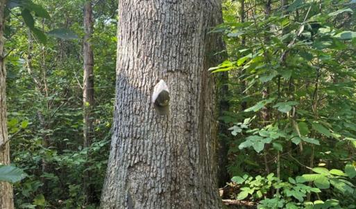 Photo #63 of  799 Sunnyside Rd , Arvonia, VA 140.0 acres