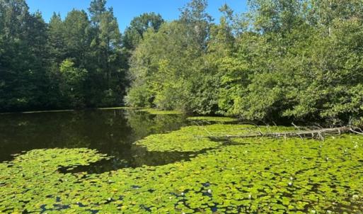 Photo #64 of  799 Sunnyside Rd , Arvonia, VA 140.0 acres