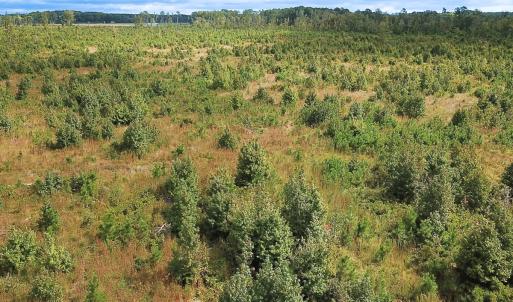 Photo #10 of Off of Saxis Road , Temperanceville, VA 193.0 acres
