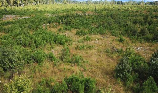 Photo #11 of Off of Saxis Road , Temperanceville, VA 193.0 acres