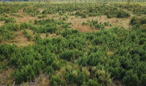 Photo #14 of Off of Saxis Road , Temperanceville, VA 193.0 acres