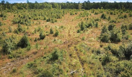Photo #17 of Off of Saxis Road , Temperanceville, VA 193.0 acres