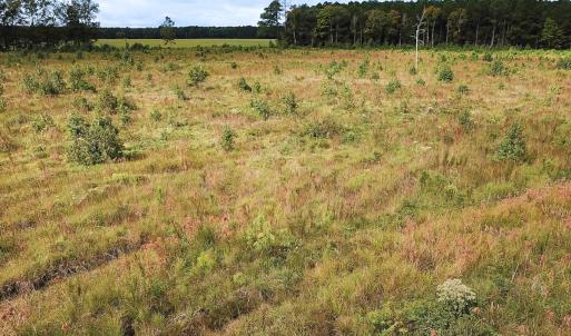 Photo #20 of Off of Saxis Road , Temperanceville, VA 193.0 acres