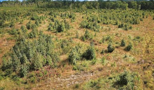Photo #7 of Off of Saxis Road , Temperanceville, VA 193.0 acres