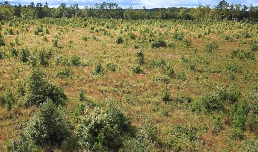 Photo #21 of Off of Saxis Road , Temperanceville, VA 193.0 acres