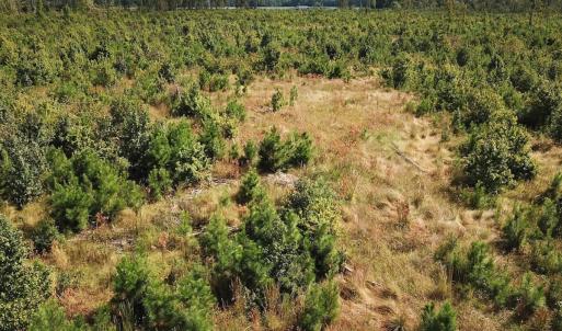 Photo #23 of Off of Saxis Road , Temperanceville, VA 193.0 acres