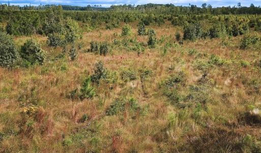 Photo #24 of Off of Saxis Road , Temperanceville, VA 193.0 acres