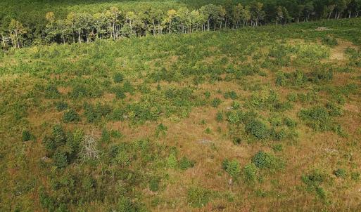 Photo #30 of Off of Saxis Road , Temperanceville, VA 193.0 acres