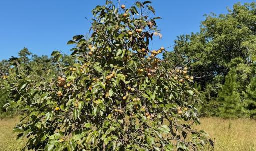 Photo #14 of 1170 Shelton Road, South Boston, VA 637.0 acres
