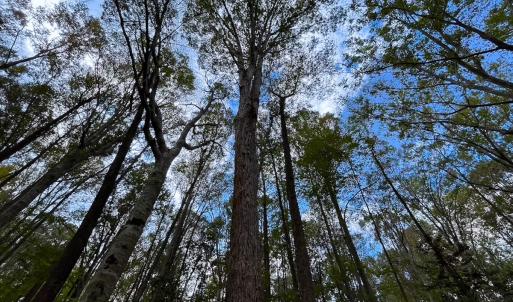 Photo #33 of 15157 Hilltop Lane, Smithfield, VA 20.2 acres