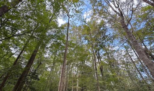 Photo #5 of 15157 Hilltop Lane, Smithfield, VA 20.2 acres